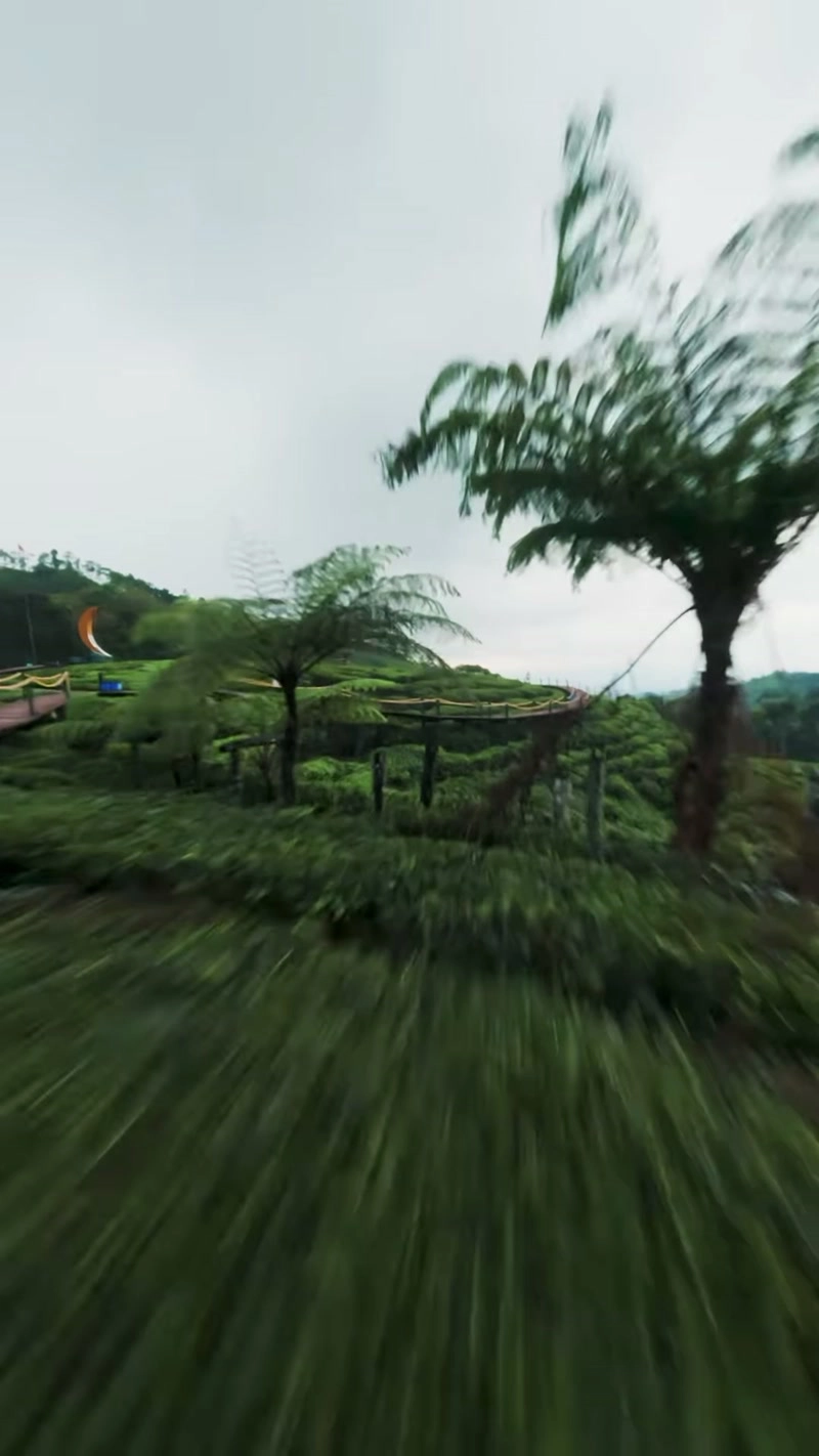 Sweeping across thousands of acres of tea plantations